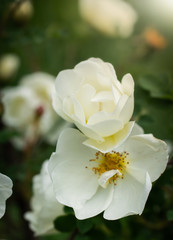 Blooming white rosehip spring