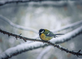 Titmouse on a snowy winter day