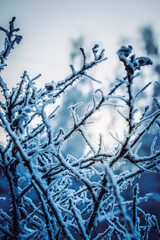 Dry plant covered with snow