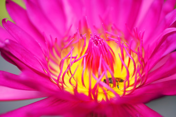 close up of bee pollinate beautiful lotus flower