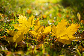 Maple leaves in various autumnal colors