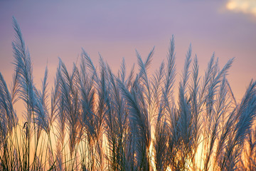 landscape of reeds flower at sunset as background.