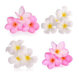 frangipani flowers on white background