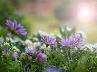 The garden, spring flowers in the morning spring light.