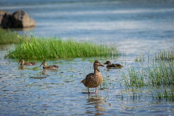 Wild ducks in the river