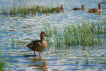Wild ducks in the river