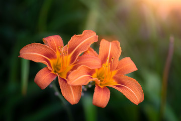 flower of orange lily