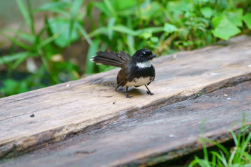 Birds standing on the wood