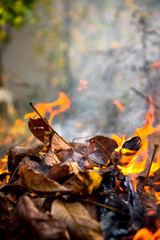 Burning fire of dried leaves