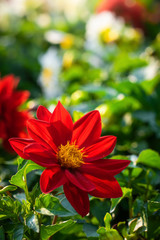 flowering red dahlias in the garden