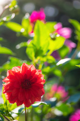 flowering red dahlias in the garden