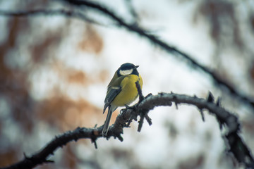 Tit sitting on a tree branch.