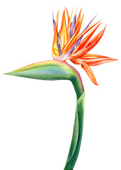 tropical strelitzia flowers on an isolated white background, watercolor illustration