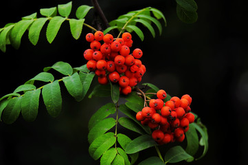 Red rowan