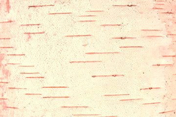 pattern of birch bark with black birch stripes on white birch bark and with wooden birch bark...