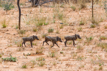Three warthog piglets walking through the steppe, Namibia, Africa