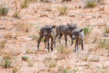 Close up of three anxious warthog piglets standing in the steppe, Namibia, Africa © Nadine