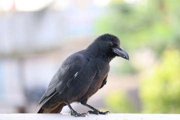 A raven stands in a meadow and calls. Concept protected animals