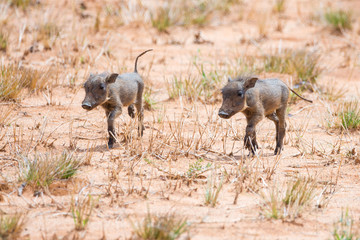 Two warthog piglets walking through a sandy landscape, Namibia, Africa