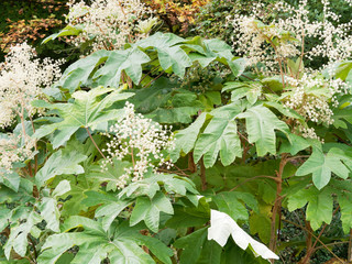 Tetrapanax papyrifer - Aralie à papier de Chine aux grandes feuilles palmées décorative vert...