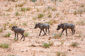 Fototapeta premium Three warthog piglets walking through the steppe, Namibia, Africa