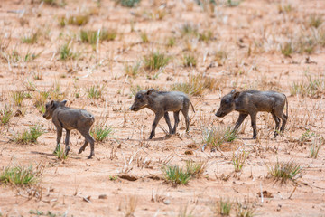 Three warthog piglets walking through the steppe, Namibia, Africa