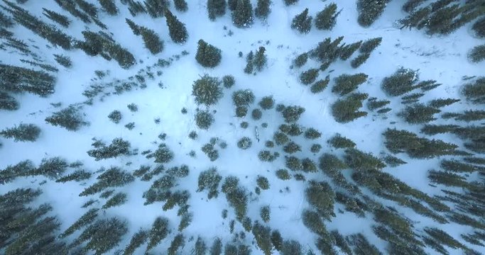 Rising drone shot directly above a snowy pine-tree covered forest in Northern Alaska.