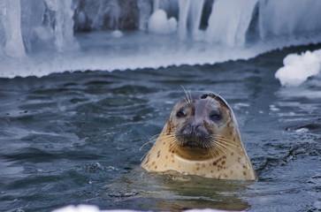 Fototapeta premium トド