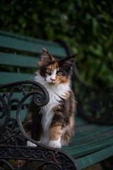 main coon kitte
