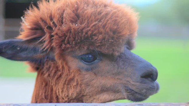 Shot of a lpaca looking couriously around and into the camera Standing in front of a wooden fence eating grass with fields and houses in the blurred background. Soft light at dusk