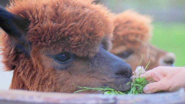 4K: An alpaca eating grass with a hand holding grass. A wooden fence in the foreground and another alpaca and blurred grass in the background.