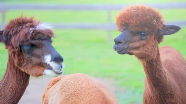4K slow motion close up of a group of alpacas chewing and couriously looking around, with green fields and a wooden fence in the blurred background. Soft light at dusk