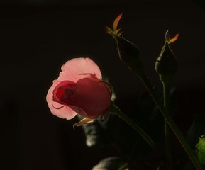 Rosa Rose mit zwei Knospen