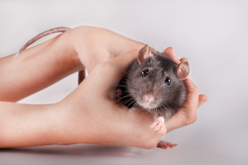 The girl carefully holding cute small rat on a light background.The black fluffy rat is a symbol of 2020.Closeup.Mouse-a symbol according to the Eastern horoscope