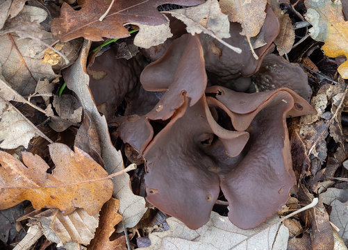 Peziza badia mushroom fungus. Aka Bay cup. Leathery brown, if you touch it gently a vast amount of spores fly out.