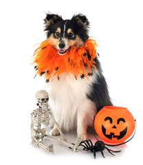 shetland sheepdog in studio