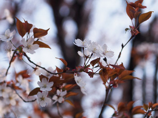 葉桜 クールイメージ