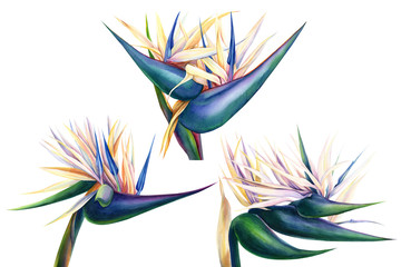 tropische strelitzia bloemen op een afgelegen witte achtergrond, aquarel illustratie