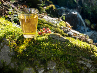 Cup of tea on stump in the forest, Forest ripe wild berry and white summer time concept.