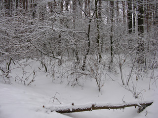 trees in winter