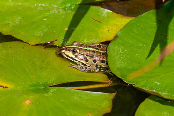 Frosch zwischen Seerosenbl&auml;ttern
