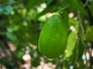 Assam lemon fruit