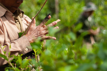 Harvest tea leaves