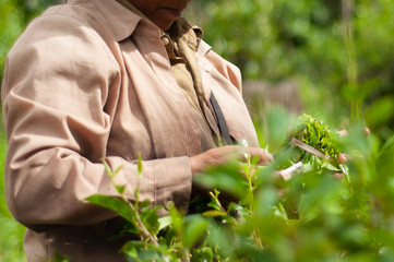 Harvesting tea leaves