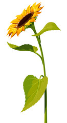  Sunflower flower with a long stem and leaves isolated on white background