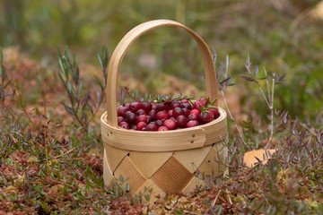 Fresh cranberries in a basket