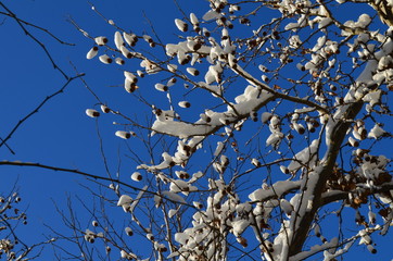 snow on the branches of a tree 