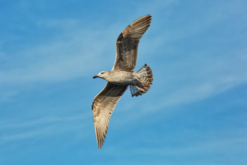 Seagull flying in the blue sky