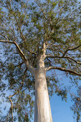 Eucalyptus tree