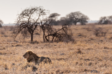 Impression of a Male Lion - Panthera leo- resting on the plains of Etosha national park, Namibia;...